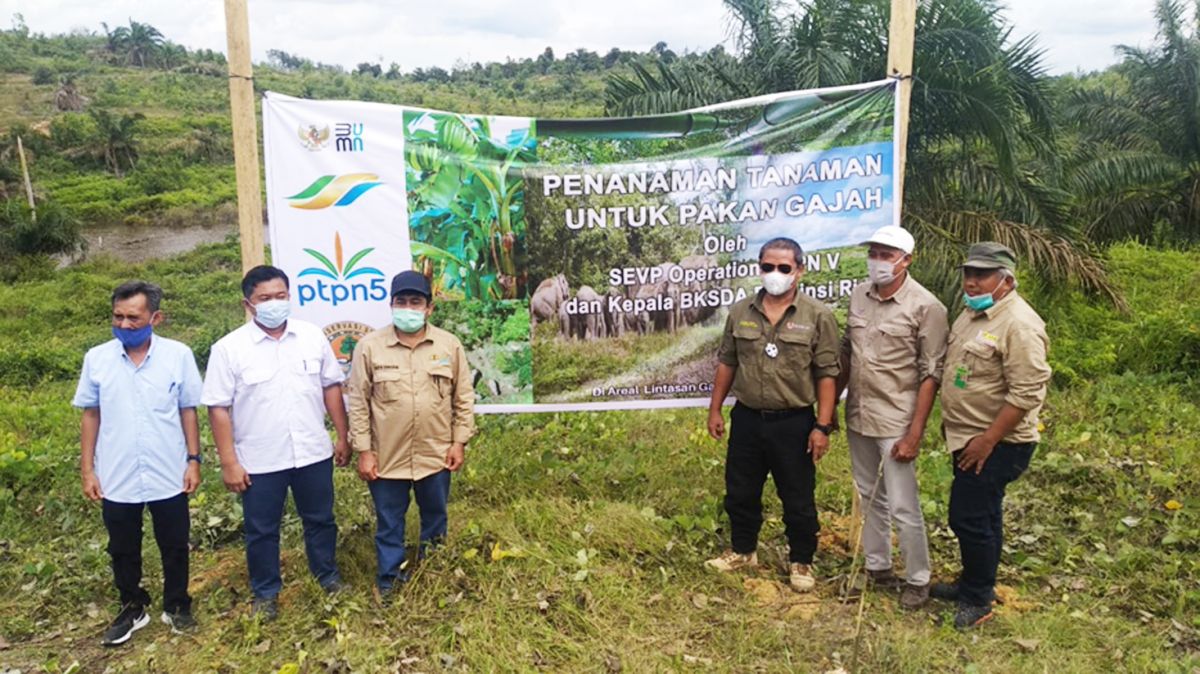 Bekerjasama dengan BBKSDA Riau, PalmCo Alokasikan Lahan untuk Konservasi Gajah Sumatra
