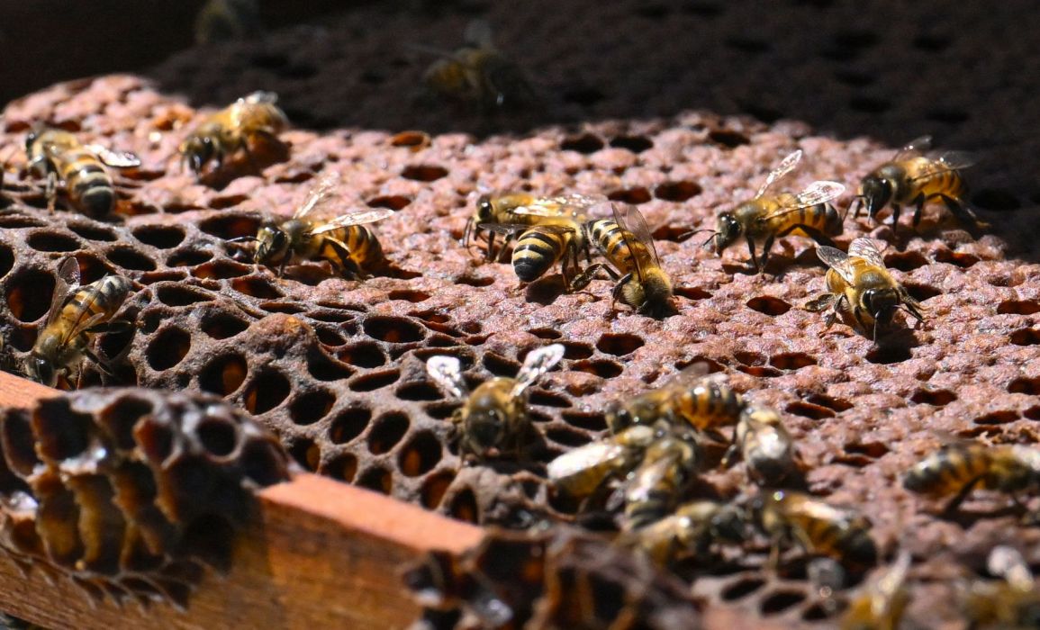 Di Kolombia, Kayu Hasil Pembalakan Liar Dimanfaatkan untuk Sarang Lebah
